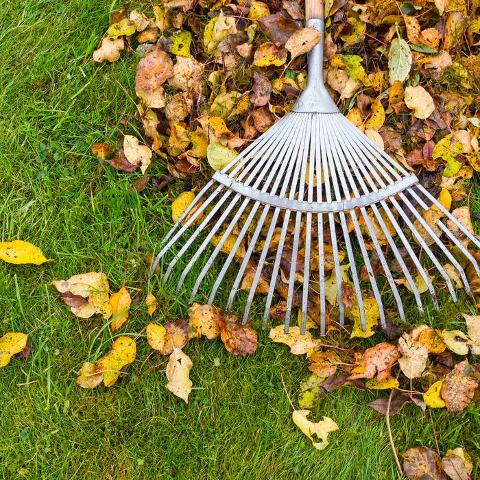 Late Autumn Gardening Tips...