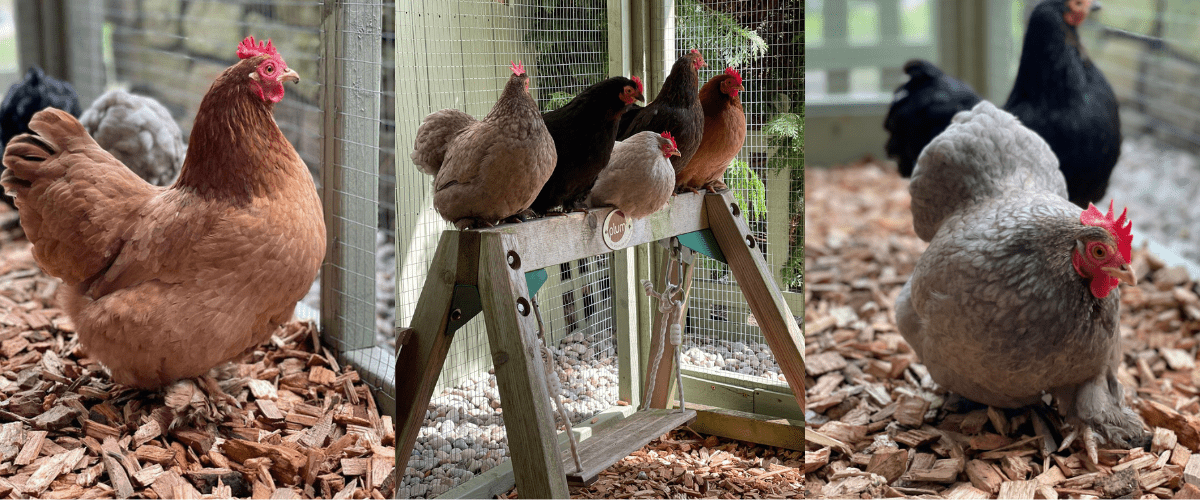 Enhance Your Chicken Coop with Dandy's Chicken Coop Chips - Dandy's Topsoil & Landscape Supplies