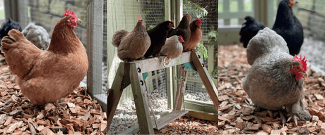 Enhance Your Chicken Coop with Dandy's Chicken Coop Chips - Dandy's Topsoil & Landscape Supplies