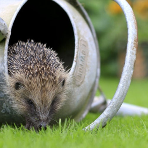 Make a Hedgehog wildlife corner with Dandy's