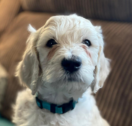 Dandy Dogs!  Special Delivery... - Dandy's Topsoil & Landscape Supplies