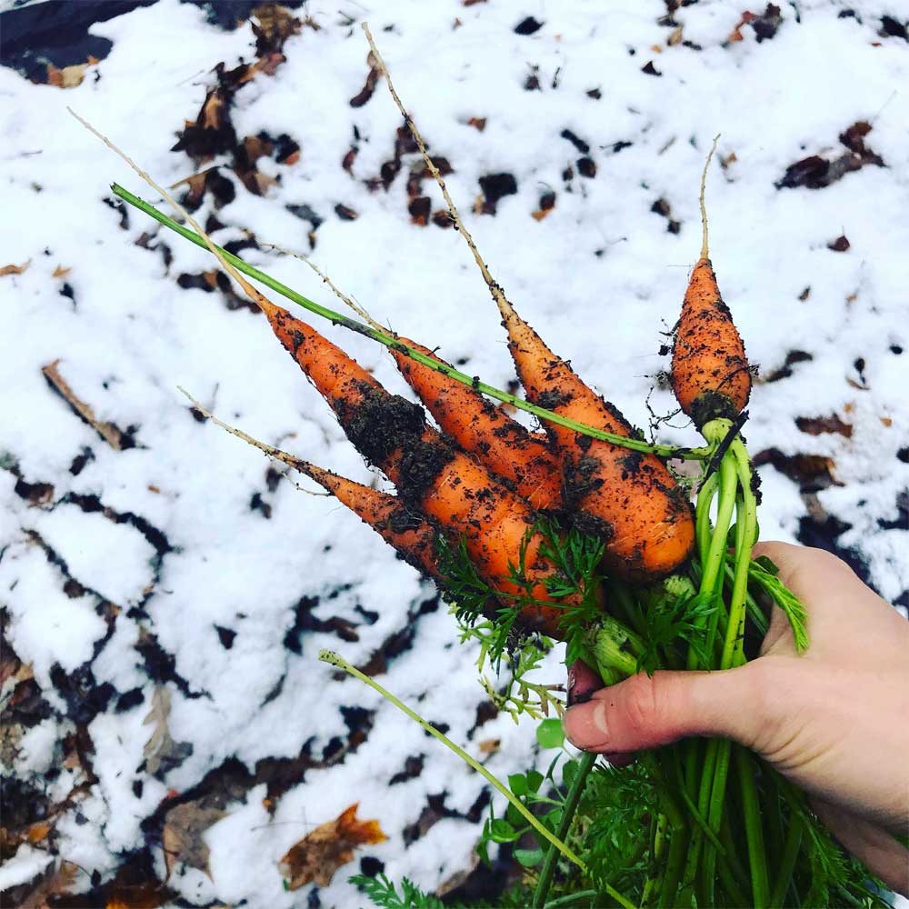 My Winter Garden - Dandy's Topsoil & Landscape Supplies