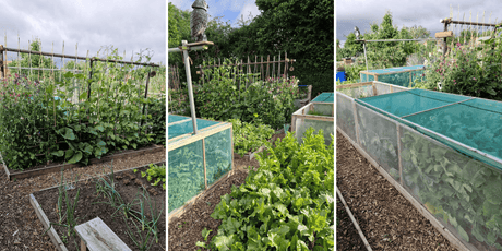 Green Triumphs: Celebrating the 2025 Newport Annual Allotment Competition Winners - Dandy's Topsoil & Landscape Supplies