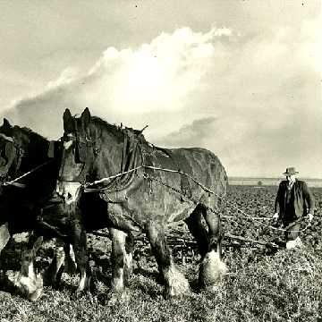 Good Topsoil In Means Good Top Soil Out... - Dandy's Topsoil & Landscape Supplies