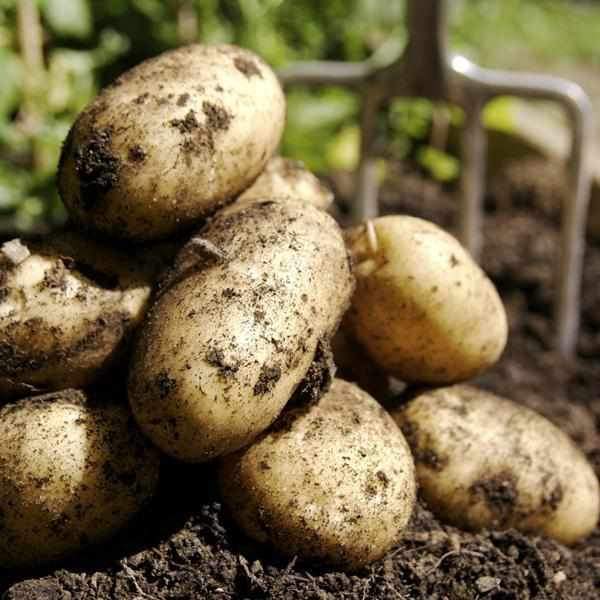 National Allotments Week 13th - 19th August 2018