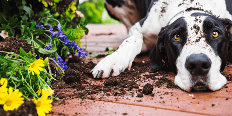 Embrace Sustainable Gardening with 'No Dig' Gardening Methods - Dandy's Topsoil & Landscape Supplies