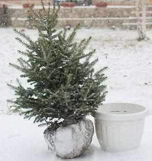 "O Christmas Tree!"