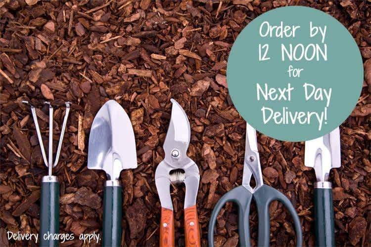 ORDER THIS MORNING FOR BANK HOL DELIVERY!