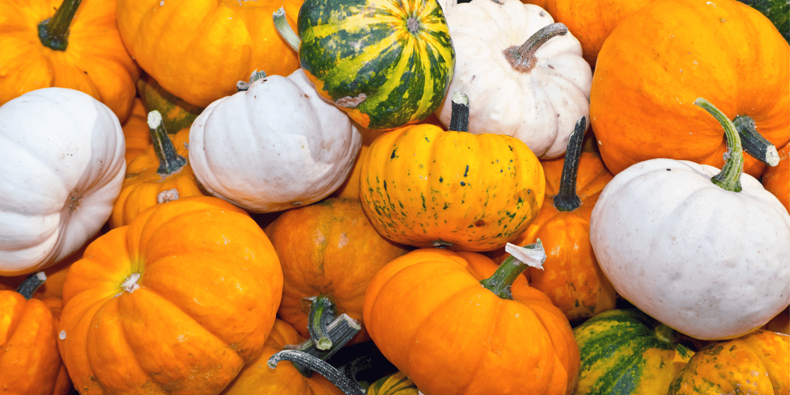 How to Grow Your Own Pumpkins - Dandy's Topsoil & Landscape Supplies