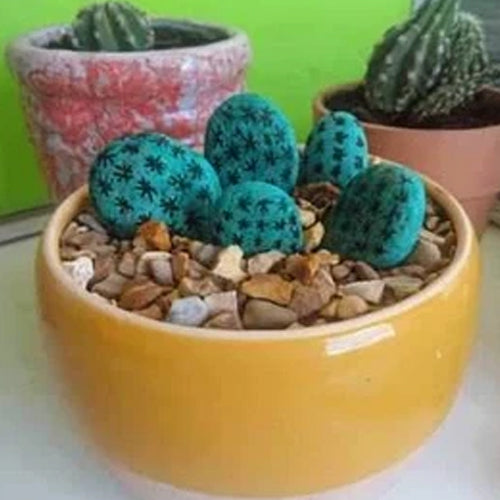 Dandy Activities for kids