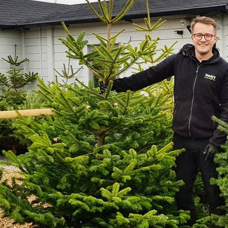 Get your Delamere Forest Christmas Tree DELIVERED BY SANTA! - Dandy's Topsoil & Landscape Supplies