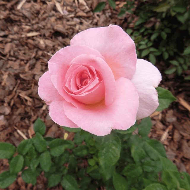 Bloom & Root® Rose Blend Topsoil - Dandy's Topsoil & Landscape Supplies