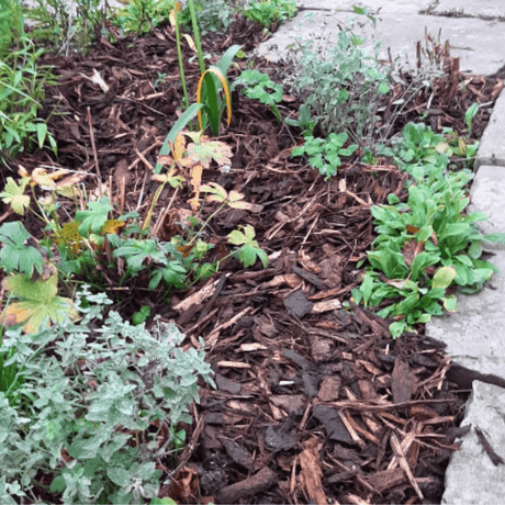 Winter Garden Bark Mulch - Dandy's Topsoil & Landscape Supplies