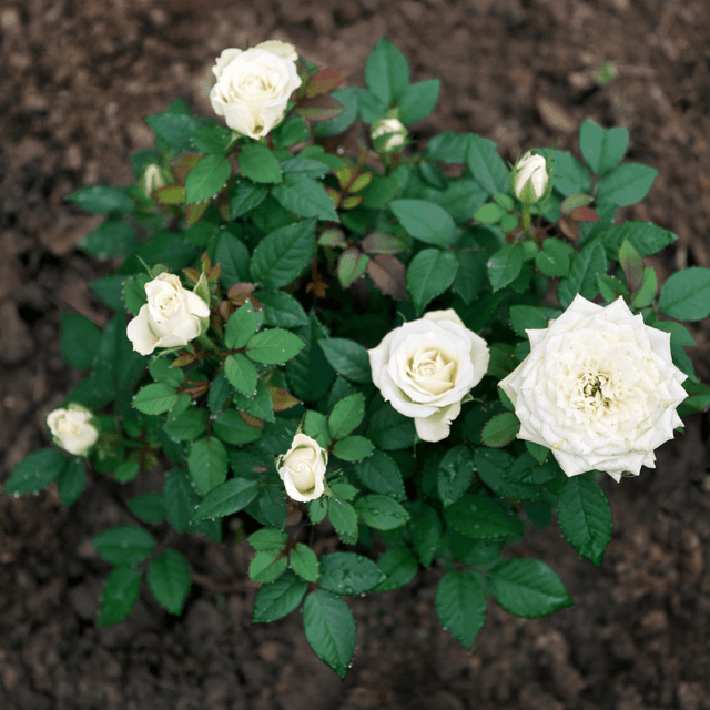 Bloom & Root® Rose Blend Topsoil - Dandy's Topsoil & Landscape Supplies
