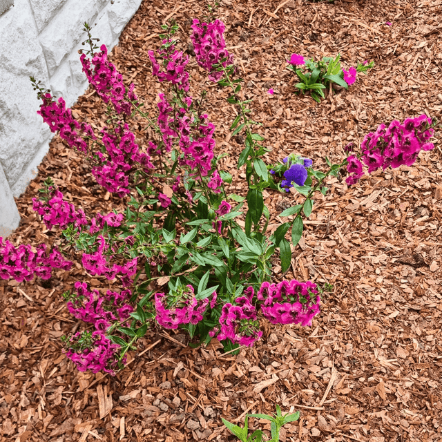 Mini Border bark chips by Dandy's Premium Range