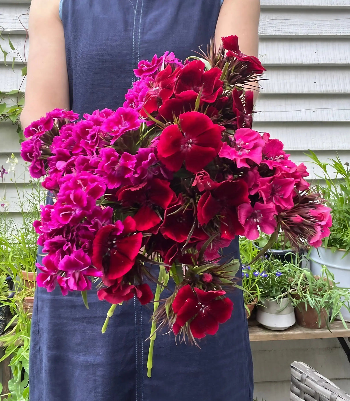 Sweet William Indian Carpet Mixed