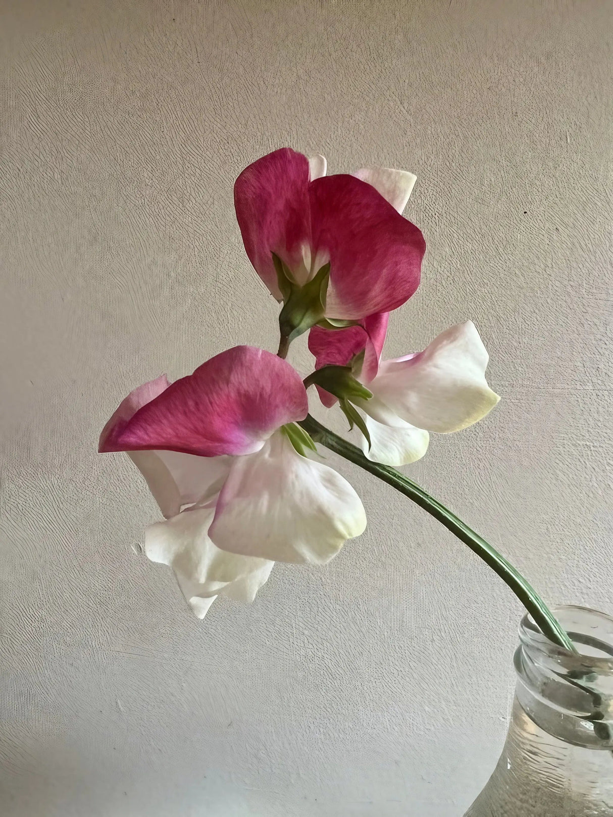 Sweet Pea Parfume Promise