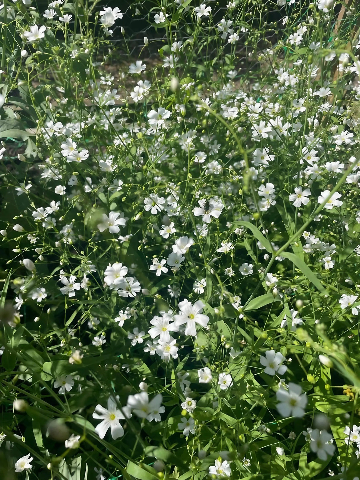 Gypsophila Covent Garden