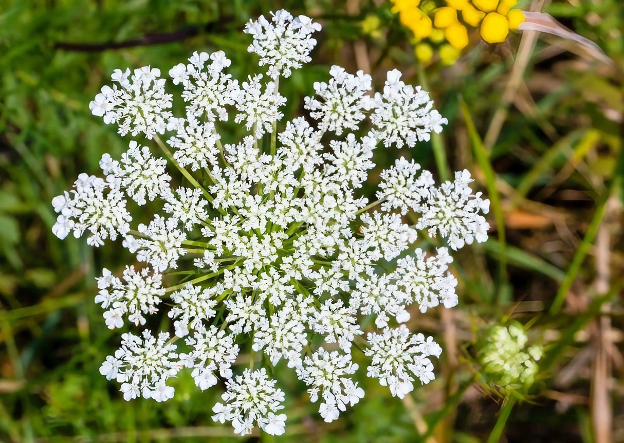 Daucus Carota (Wild Carrot)