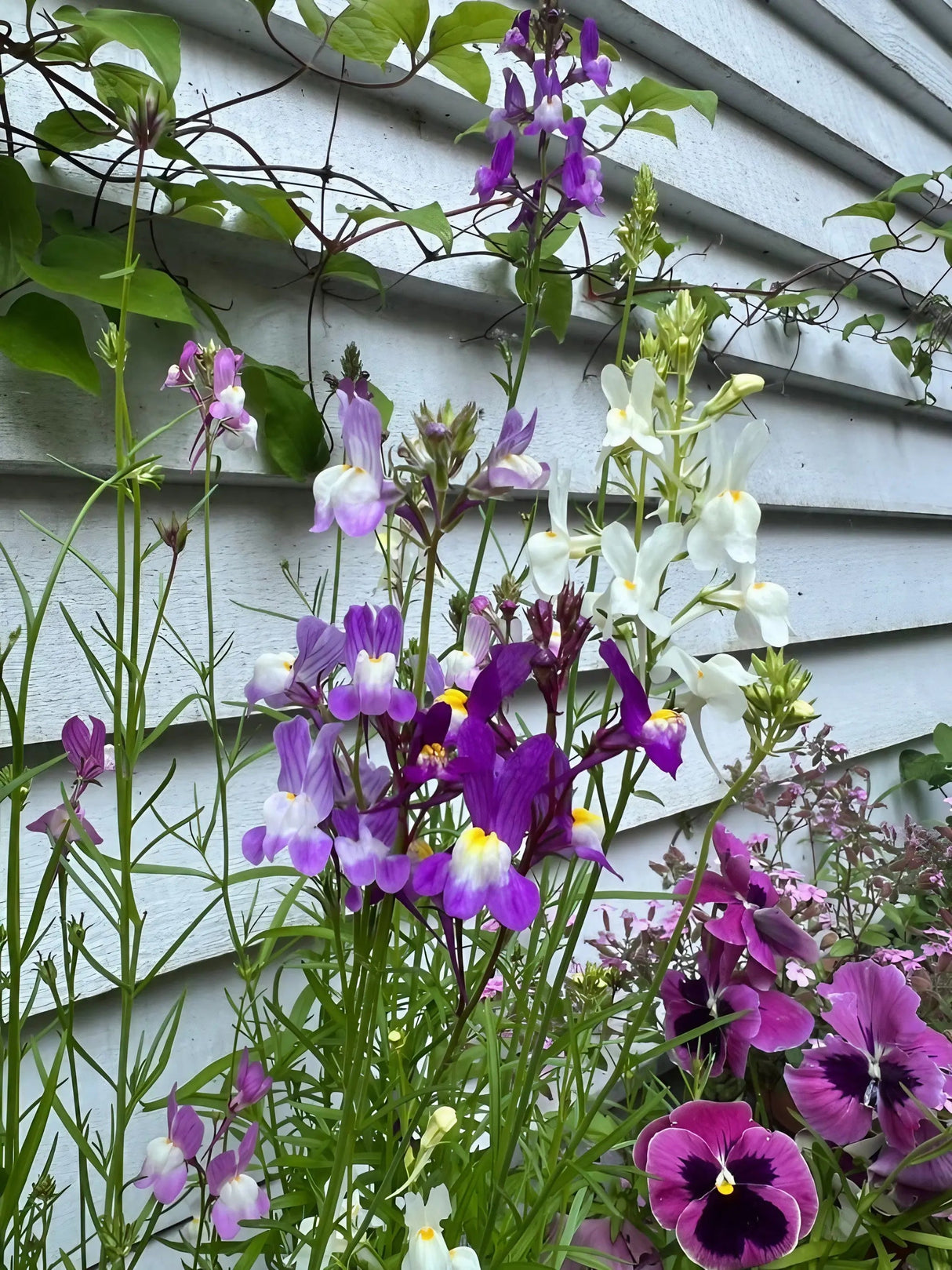 Linaria Fairy Bouquet Mix