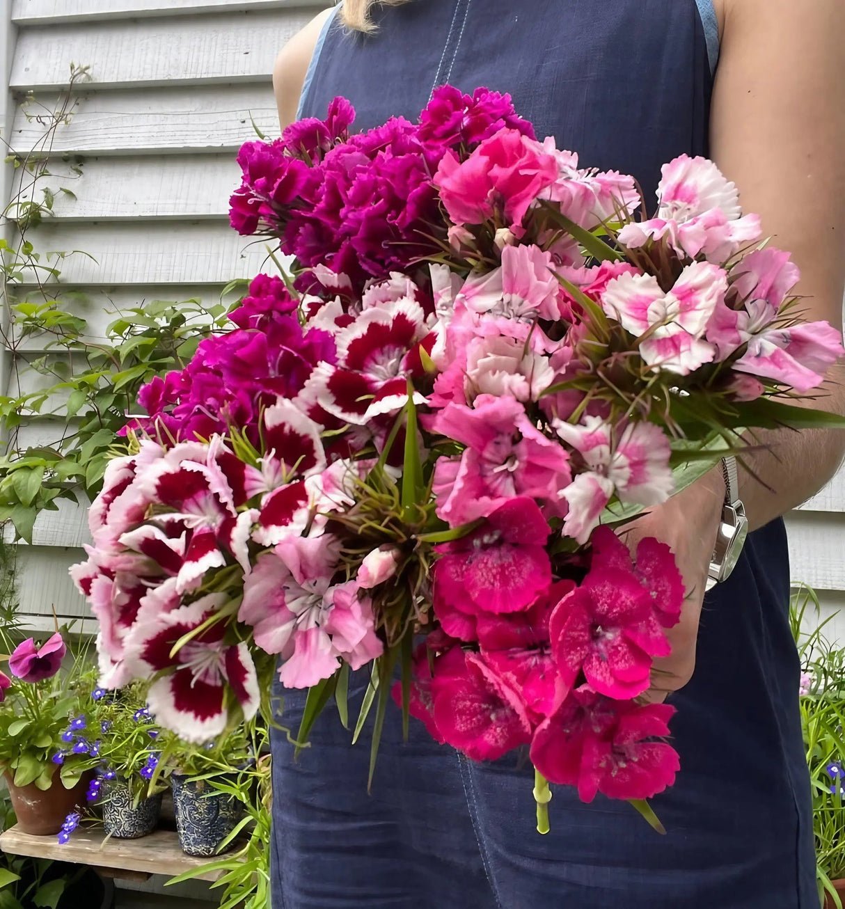 Sweet William Auricula Eyed Mixed
