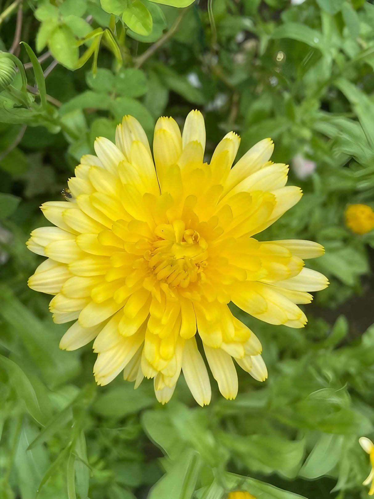 Calendula Pacific Beauty Cream
