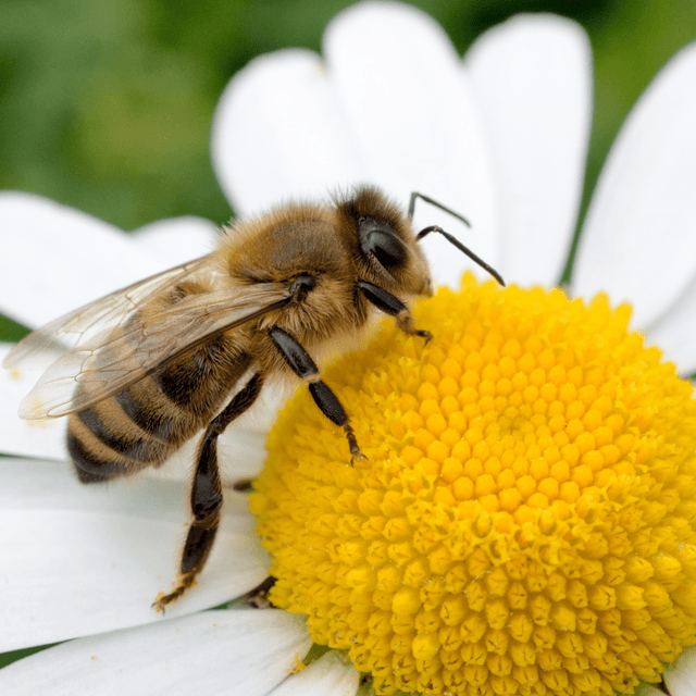 Bee Dandy - Bee Friendly 100% Wild Flower Seed Mix 50g - Dandy's Topsoil & Landscape Supplies
