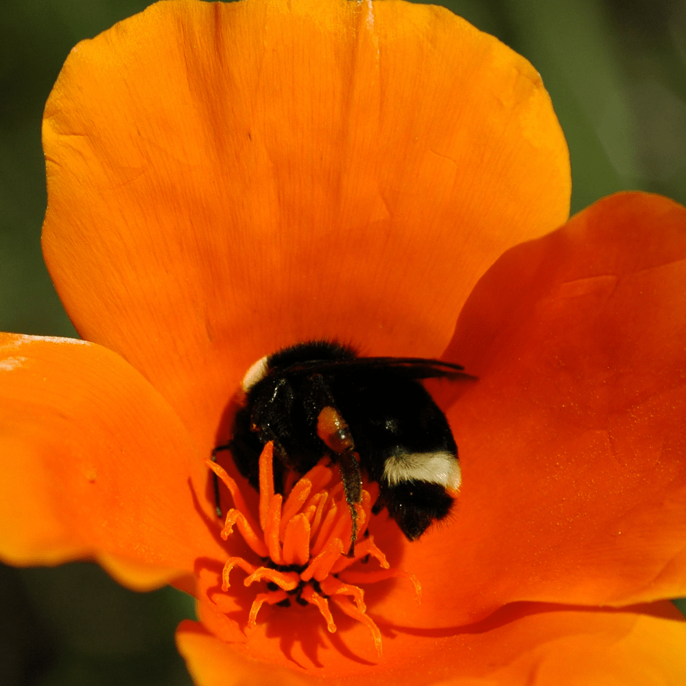 Bee Dandy - Bee Friendly 100% Wild Flower Seed Mix 50g - Dandy's Topsoil & Landscape Supplies