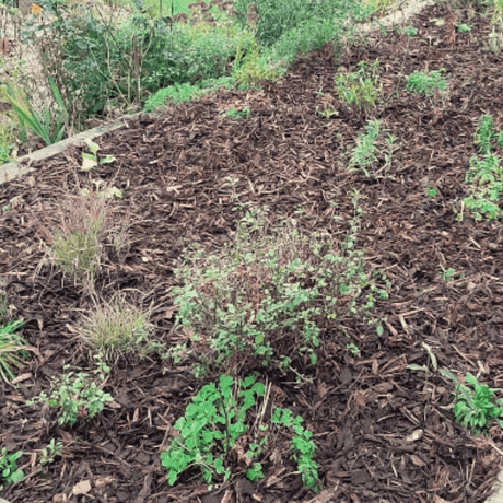 Winter Garden Bark Mulch - Dandy's Topsoil & Landscape Supplies