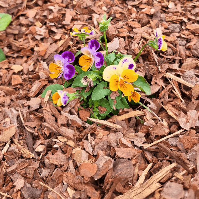Mini Border bark chips by Dandy's Premium Range