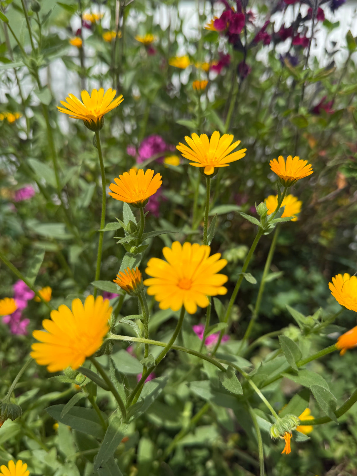 Calendula Wintersun