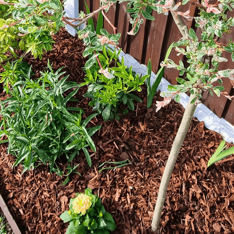 Premium Border Landscaping Bark Mulch - Dandy's Topsoil & Landscape Supplies