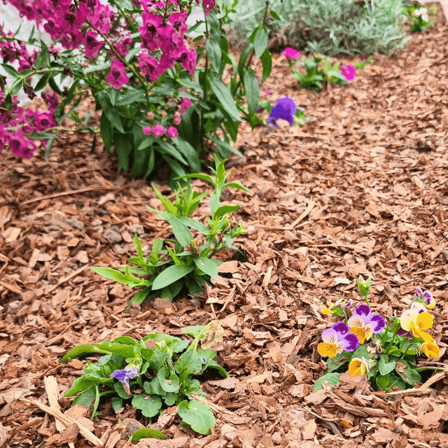 Mini Border bark chips by Dandy's Premium Range