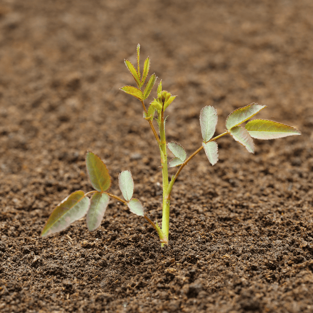 Bloom & Root® Rose Blend Topsoil - Dandy's Topsoil & Landscape Supplies