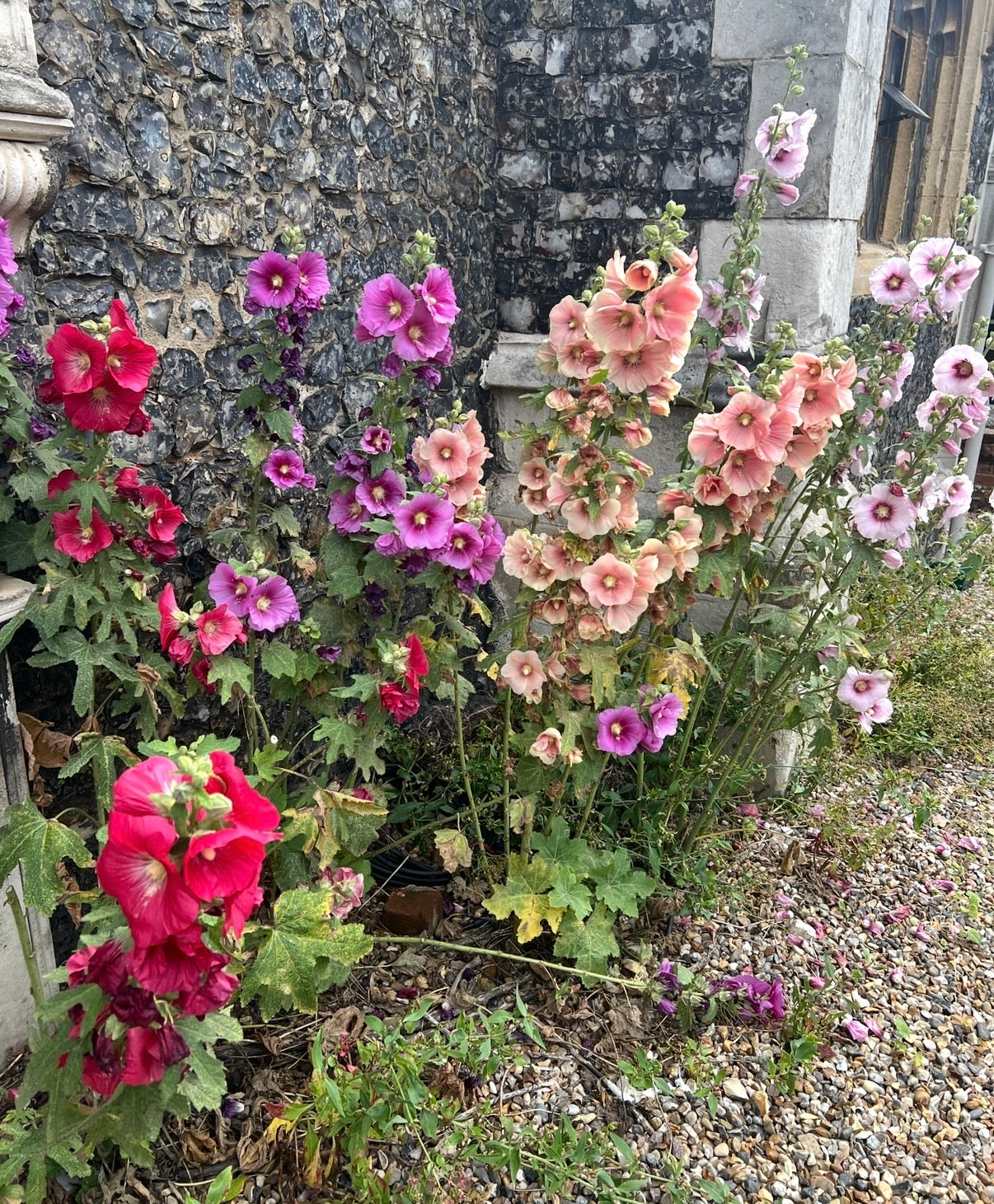 Hollyhock Bishy Barnabee Mix