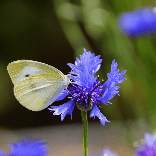 Bee Dandy - Bee Friendly 100% Wild Flower Seed Mix 50g - Dandy's Topsoil & Landscape Supplies