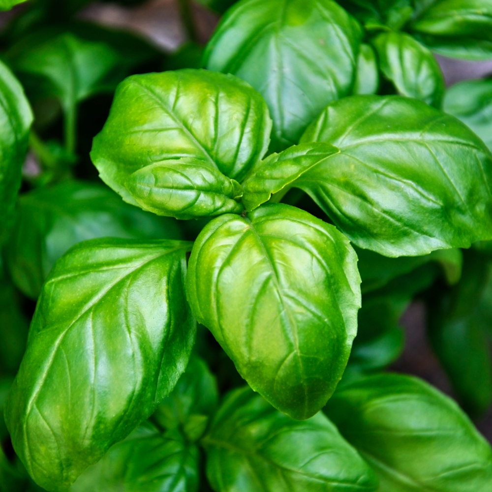 Sweet Basil Herb Seeds