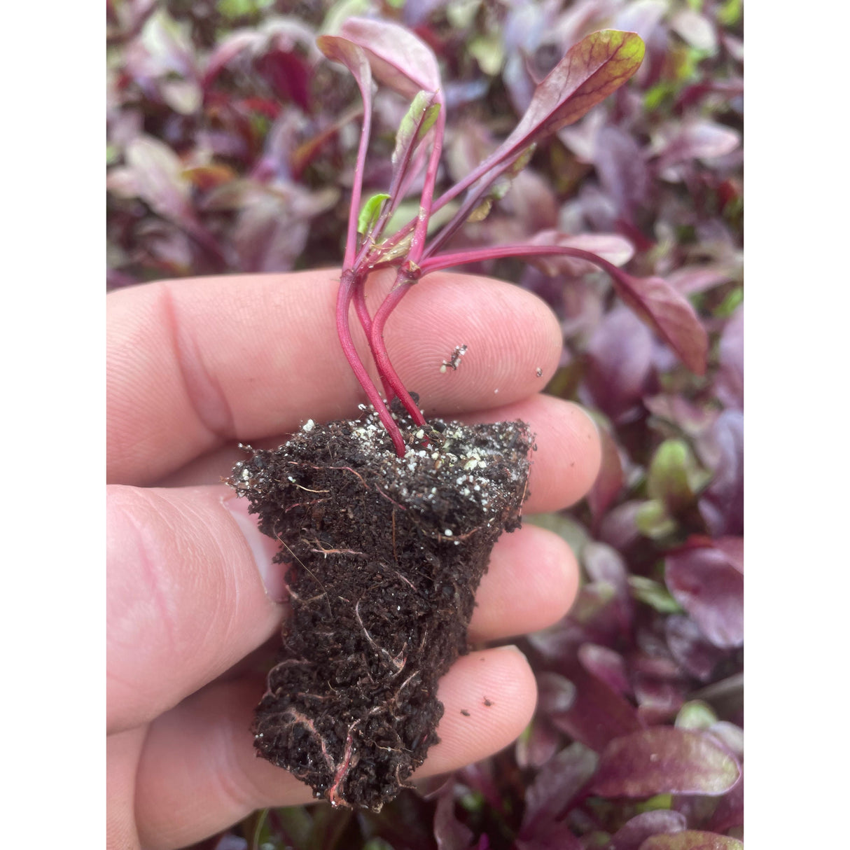 Beetroot Plug Plants "Grow Your Own" Vegetables **Letterbox Friendly**