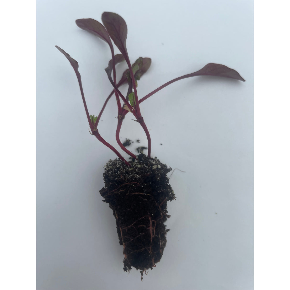 Beetroot Plug Plants "Grow Your Own" Vegetables **Letterbox Friendly**