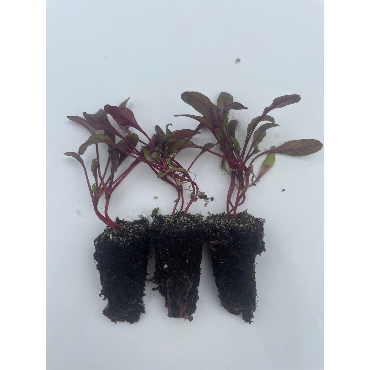 Beetroot Plug Plants "Grow Your Own" Vegetables **Letterbox Friendly**