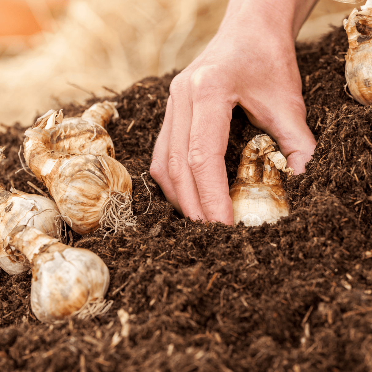 AutumnMix Compost - Dandy's Topsoil & Landscape Supplies