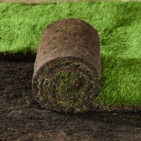 Dandy's Lawn Turf for home delivery