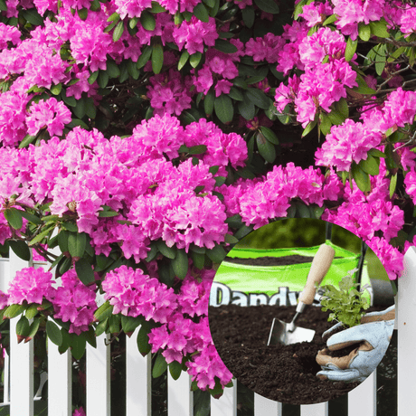 Ericaceous Welsh Topsoil for acid loving plants - Dandy's Topsoil & Landscape Supplies