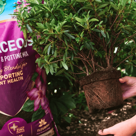 Click and Collect 3 x Ericaceous 50ltr - Dandy's Topsoil & Landscape Supplies