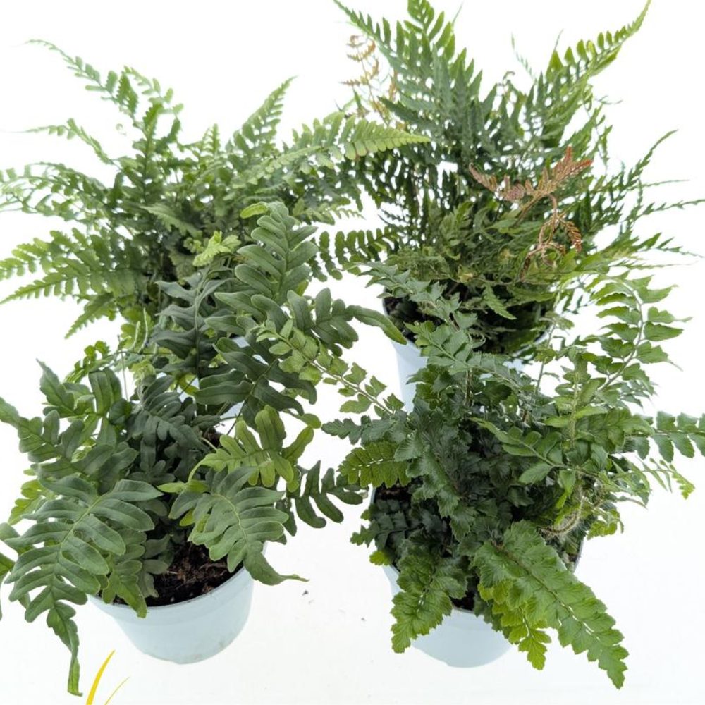 Ferns