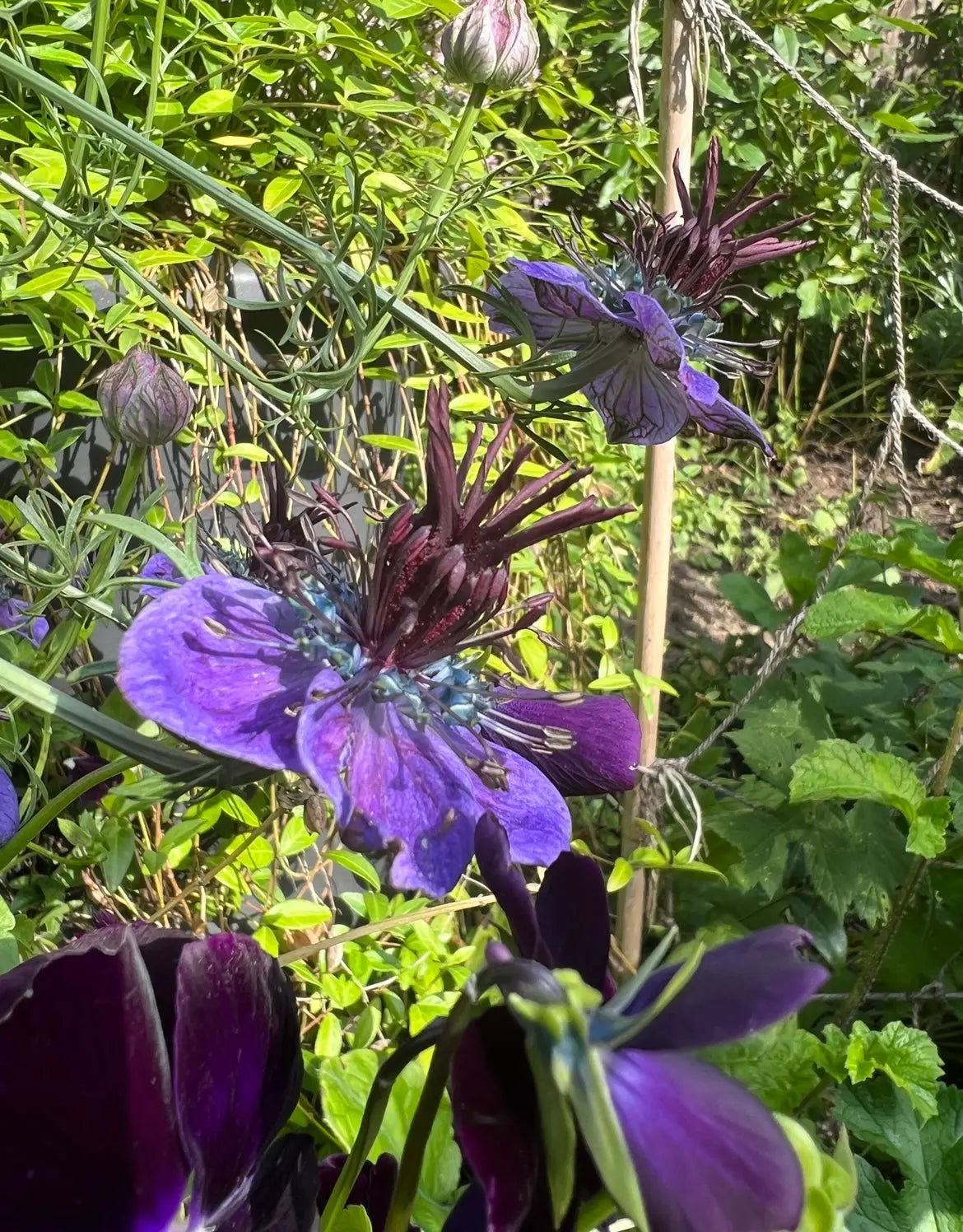 Nigella hispanica