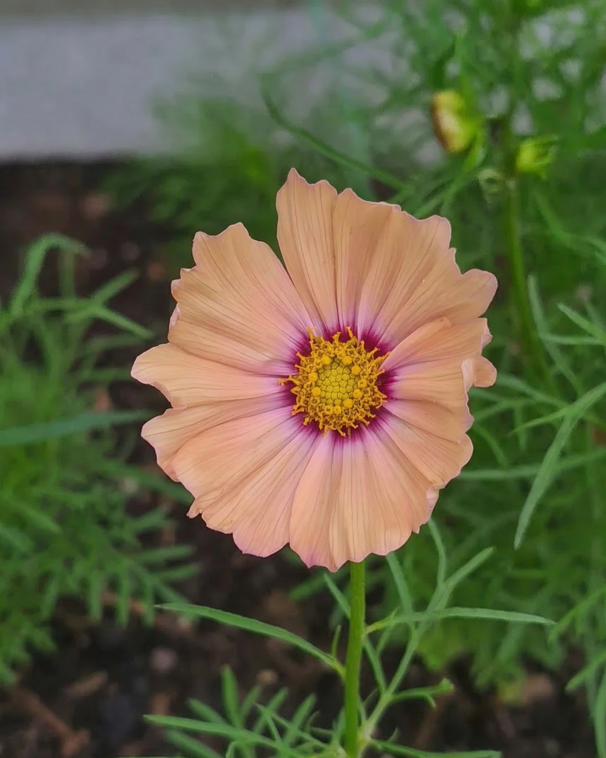 Cosmos Apricotta