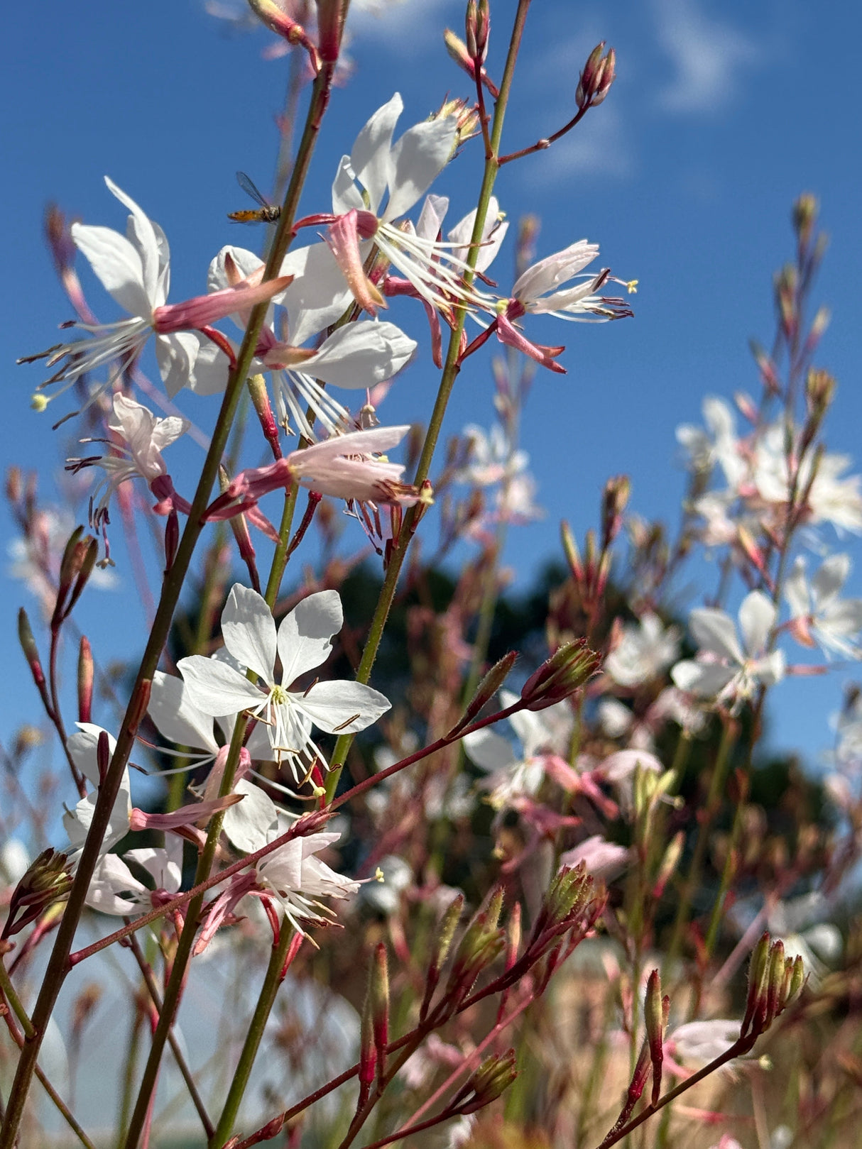 Gaura 'The Bride'