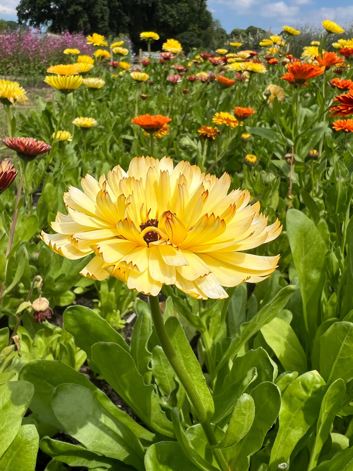 Calendula Snow Princess