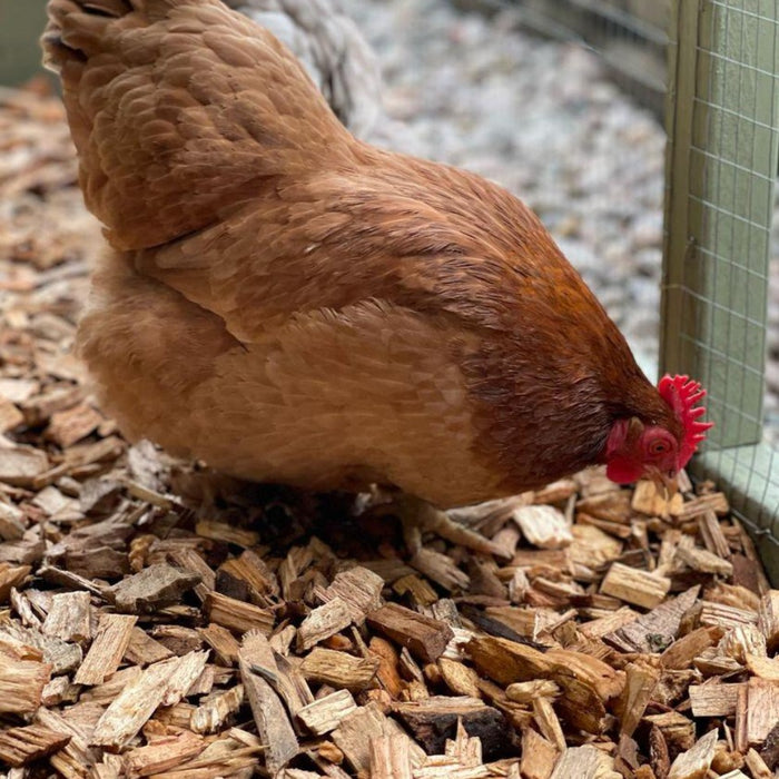 Dandys Sample of Chicken Coop Chips. Image by @WillowRoseCoggins Instagram.